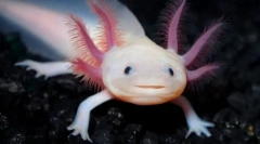 Acolotl meksički